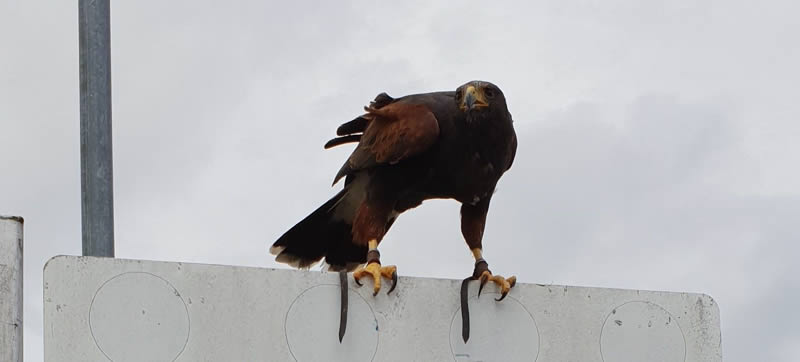 falconry 1 falconry 1